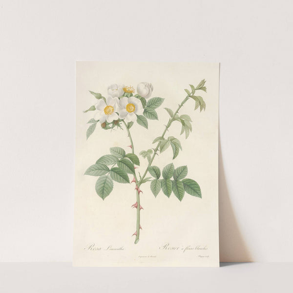 Rosa Leucantha by Pierre Joseph Redouté