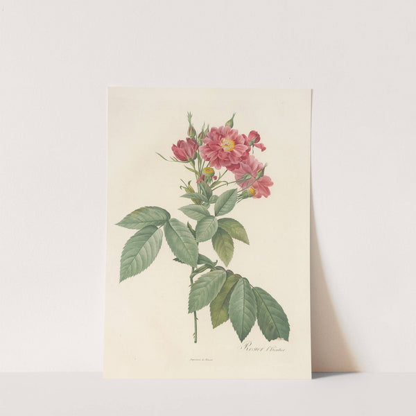 Rosa L&#039;heritieranea by Pierre Joseph Redouté