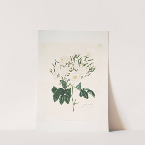 Rosa moschata by Mary Lawrance