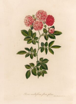 Rosa multiflora flore pleno (1818-1824)