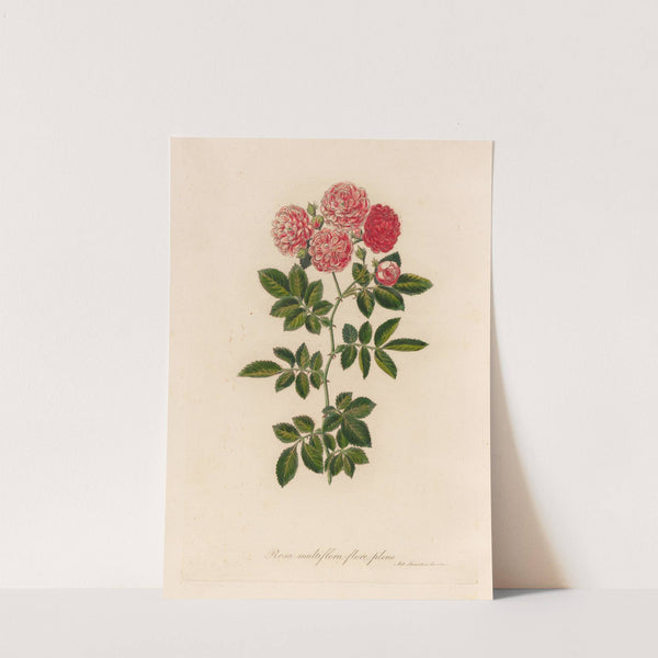 Rosa multiflora flore pleno (1818-1824) by Gaetano Savi