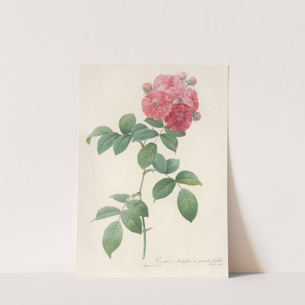 Rosa Multiflora Platyphylla by Pierre Joseph Redouté