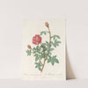 Rosa Muscosa Anemone-Flora by Pierre Joseph Redouté