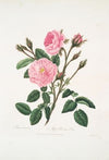 Rosa muscosa