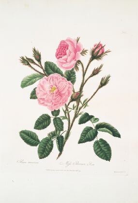 Rosa muscosa