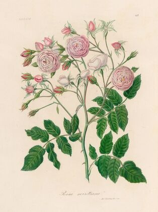 Rosa noisettiana (1818-1824)
