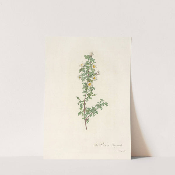 Rosa Pimpinellifolia Pumila by Pierre Joseph Redouté