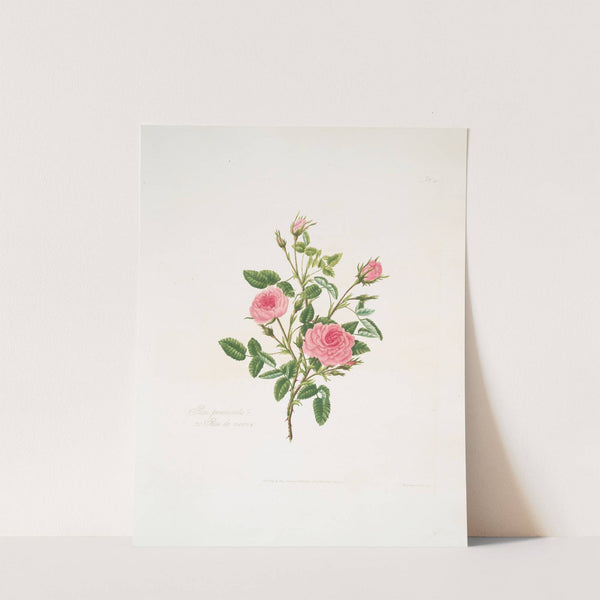 Rosa provincialis or Rose de meaux. by Mary Lawrance