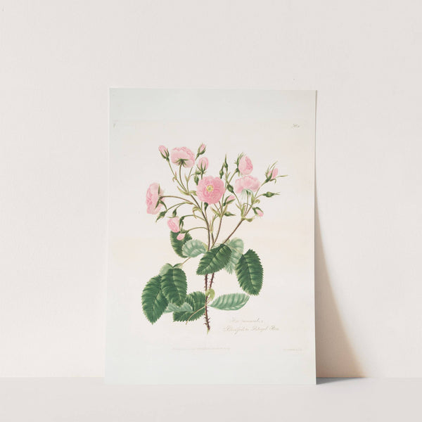 Rosa provincialis2 by Mary Lawrance