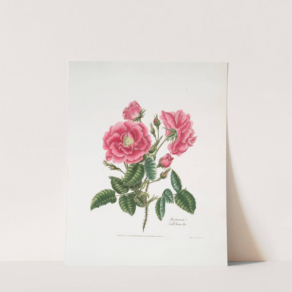 Rosa provincialis3 by Mary Lawrance