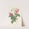 Rosa Reclinata Flore Sub Multiplici by Pierre Joseph Redouté