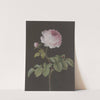 Rosa Rose (Rosa) mit einem braunen Käfer by Barbara Regina Dietzsch