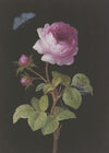Rosa Rose (Rosa) mit sich einspinnender Raupe und Bläuling