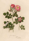 Rosa rubiginosa [and] 2. Rosa rubiginosa sepium [and] 3. Rosa rubiginosa flore semipleno (1818-1824)