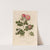 Rosa rubiginosa [and] 2. Rosa rubiginosa sepium [and] 3. Rosa rubiginosa flore semipleno (1818-1824) by Gaetano Savi