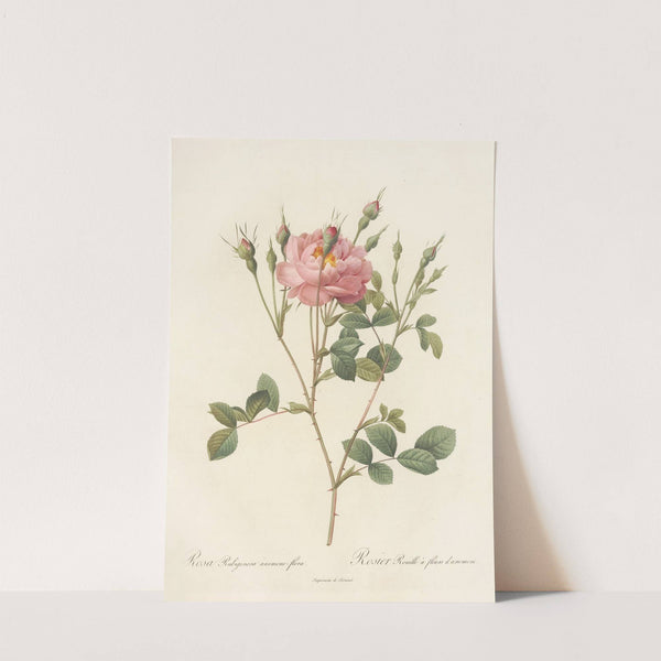 Rosa Rubiginosa Anemone-Flora by Pierre Joseph Redouté