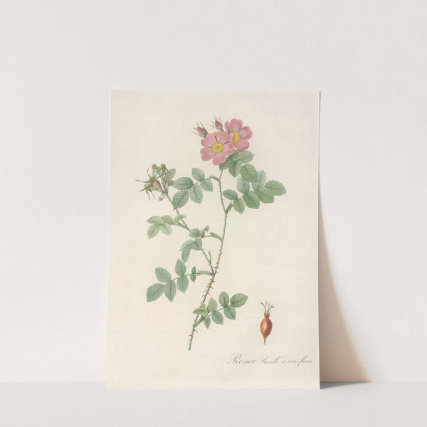 Rosa Rubiginosa Triflora by Pierre Joseph Redouté