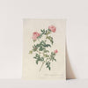 Rosa Sepium Flore Submultiplici by Pierre Joseph Redouté
