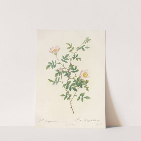 Rosa Sepium Rosea by Pierre Joseph Redouté