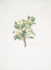 Rosa spinosissima3