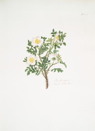 Rosa spinosissima3