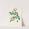 Rosa Villosa Pomifera by Pierre Joseph Redouté