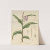 Roscoea purpurea by William Jackson Hooker