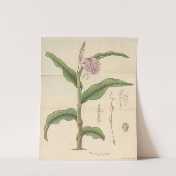 Roscoea purpurea by William Jackson Hooker