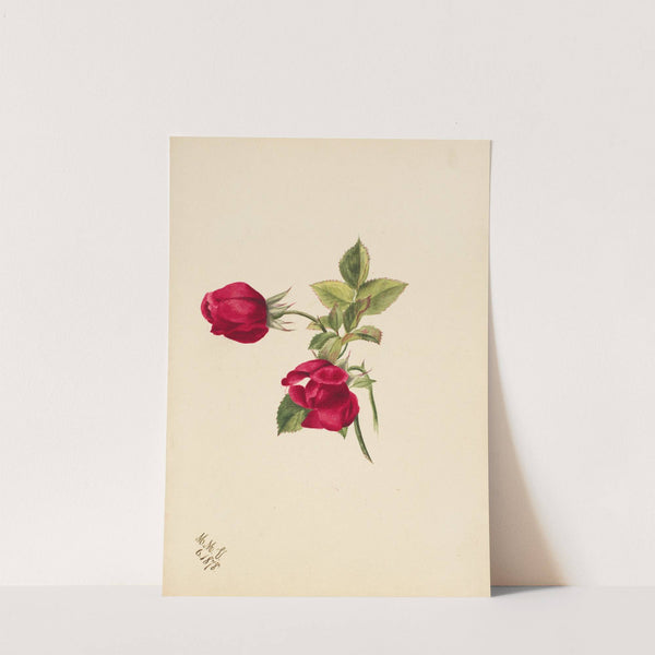 Rose (1878) by Mary Vaux Walcott