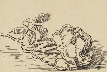Rose (ca 1905)