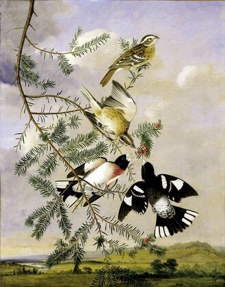 Rose-Breasted Grosbeak