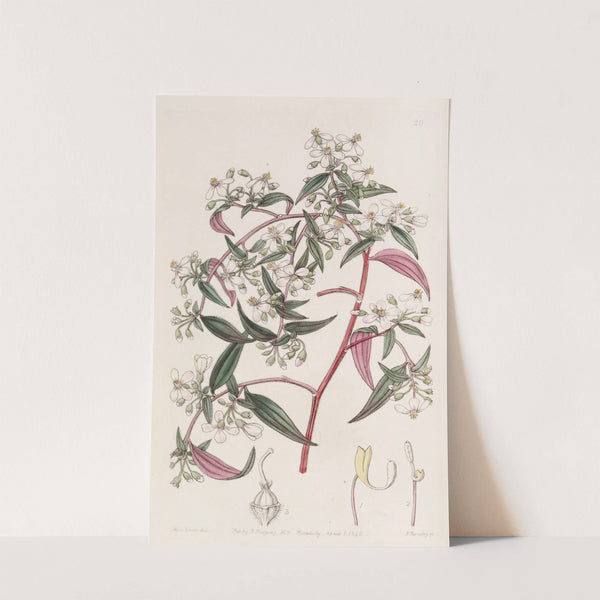 Rose-coloured Centradenia by Sydenham Edwards