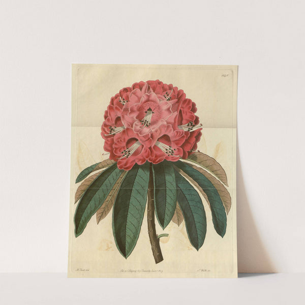 Rose-coloured Tree Rhododendron by Sydenham Edwards