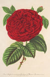 Rose Duchesse de Médina-Céli