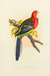 Rose-Hill or Rosella Parrakeet (1884-1887)