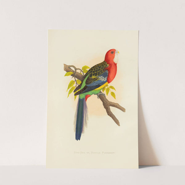 Rose-Hill or Rosella Parrakeet (1884-1887) by Alexander Francis Lydon