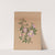 Rose Mallow (Hibiscus moscheutos) (1878) by Mary Vaux Walcott