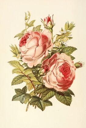 Rose, Myrtle, Ivy