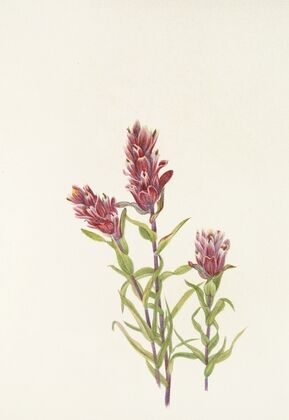 Grass-pink Orchid. Limodorum tuberosum