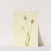 Rose Pogonia (Pogonia ophioglossoides) (1906) by Mary Vaux Walcott