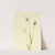 Rose Pogonia (Pogonia ophioglossoides) (1906) by Mary Vaux Walcott