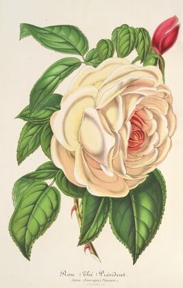 Rose Président (Thé)