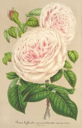 Rose Sœur des Anges