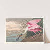 Roseate spoonbill by John James Audubon