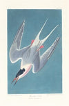 Roseate tern