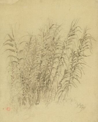 Roseaux
