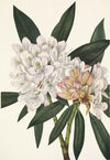 Rabbitbean. (Cracca virginiana)