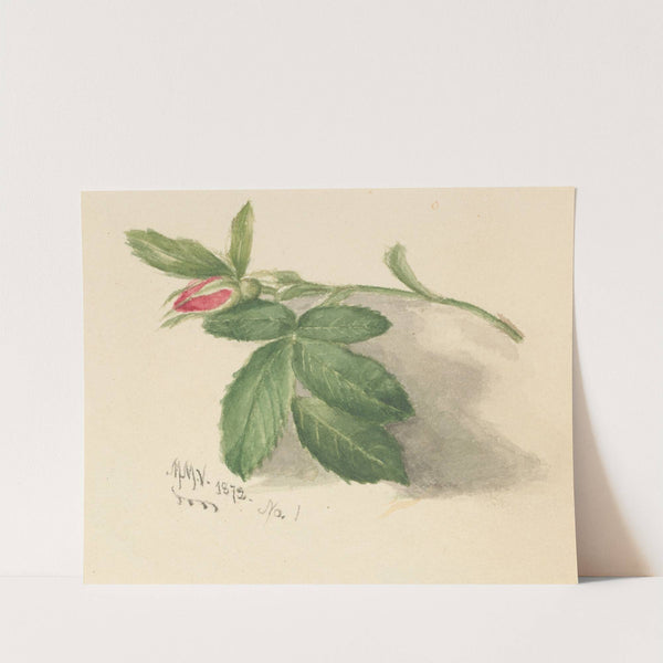 Rosebud (1872) by Mary Vaux Walcott