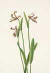 Red Chokeberry (flower). (Aronia arbutifolia)