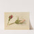 Rosebuds (1874) by Mary Vaux Walcott
